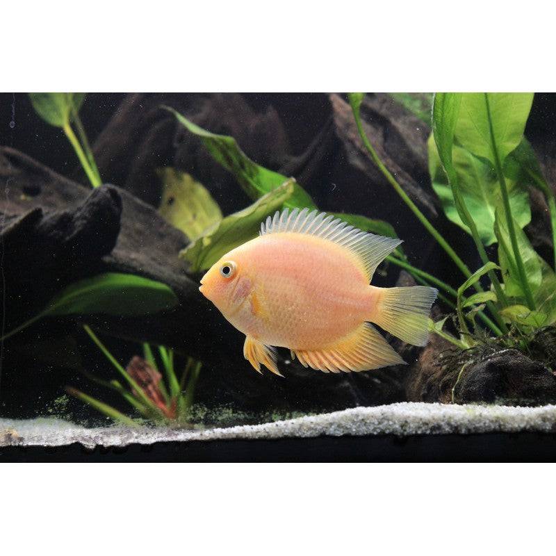 Gold Severum - Real Aquatics