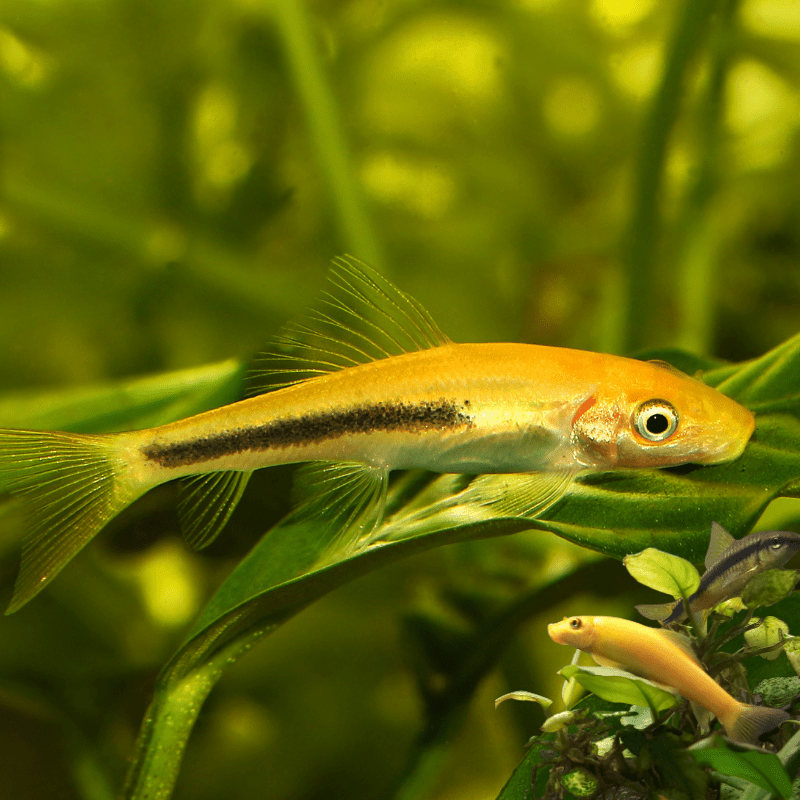 Golden Chinese Algae Eater Sucking Loach - Real Aquatics