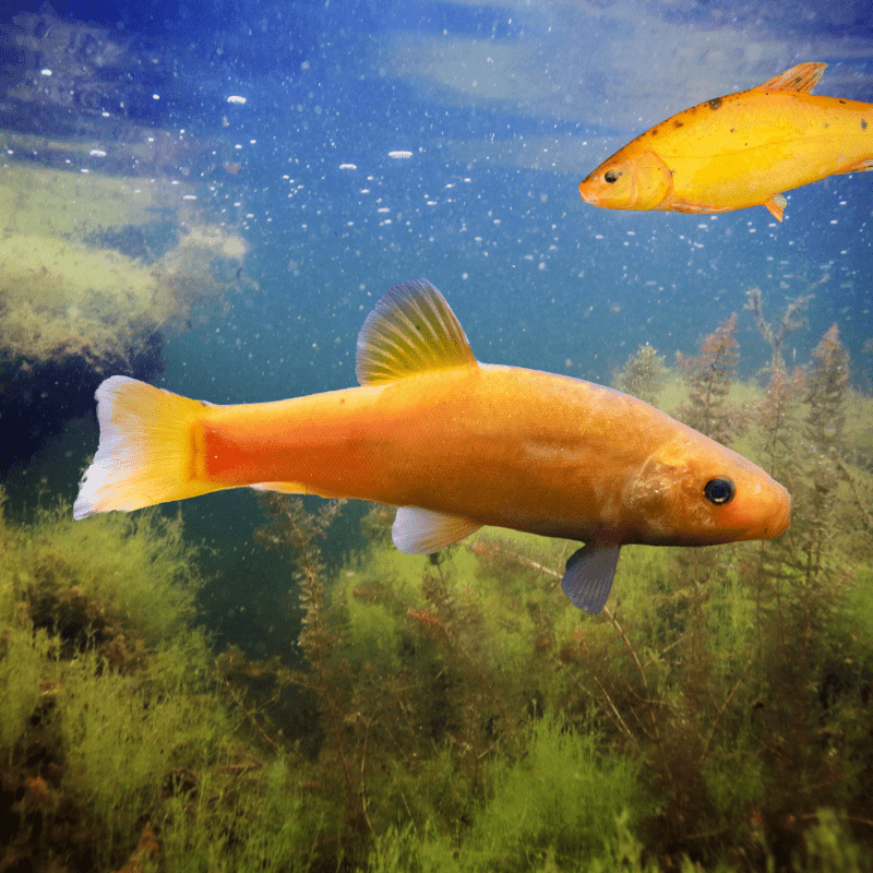 Golden Tench 2-3" inches - Real Aquatics