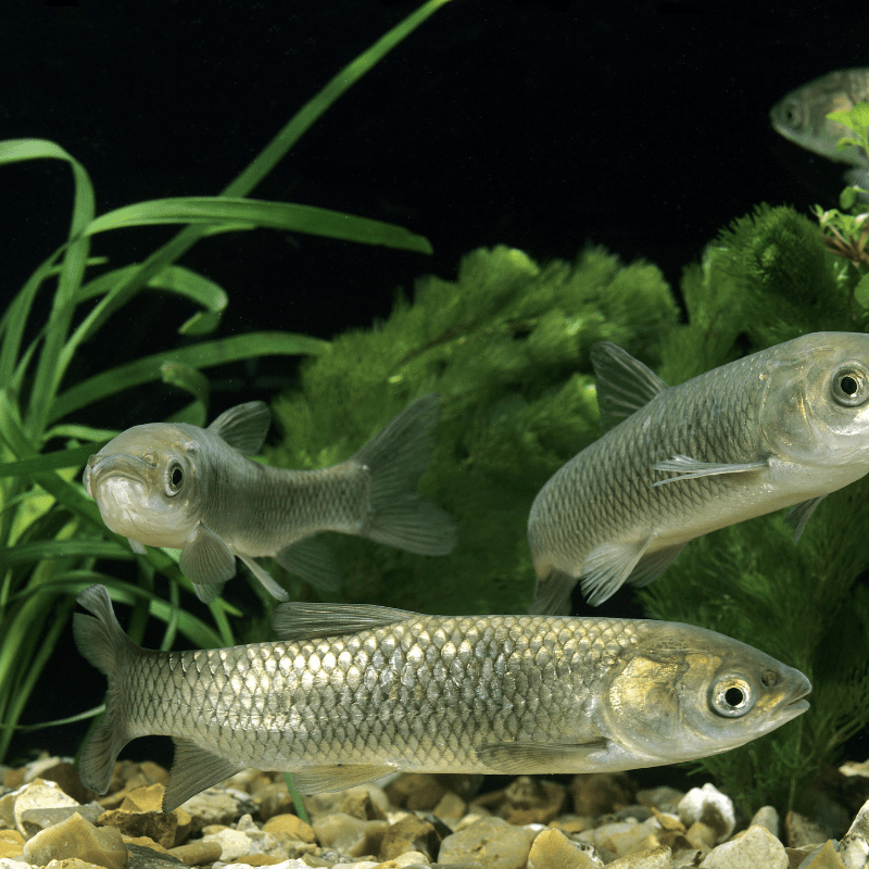 Grass Carp 2-3" - Real Aquatics