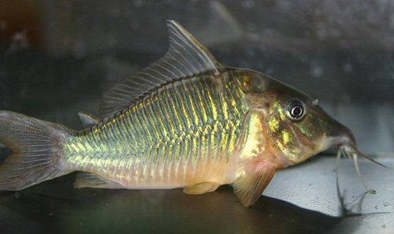 Green Corydoras Catfish - Real Aquatics