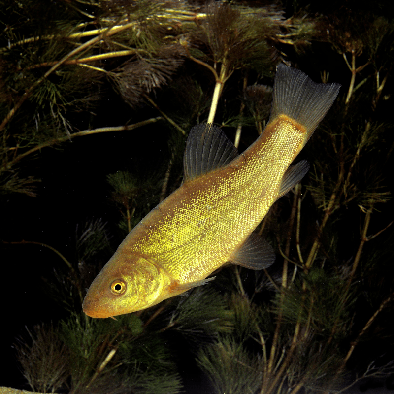 Green Tench 2-3" inches - Real Aquatics