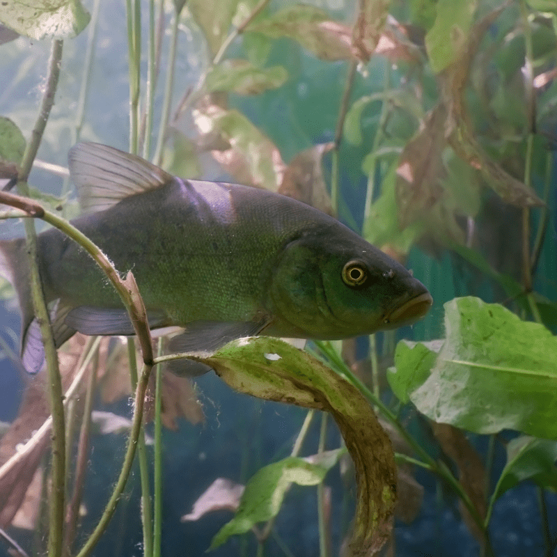 Green Tench 2-3" inches - Real Aquatics