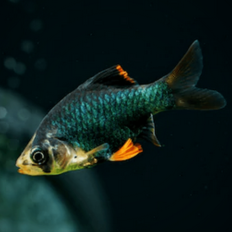 Green Tiger Barb - Real Aquatics