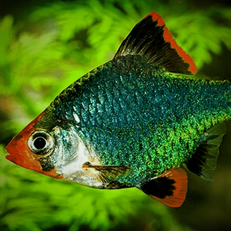 Green Tiger Barb - Real Aquatics