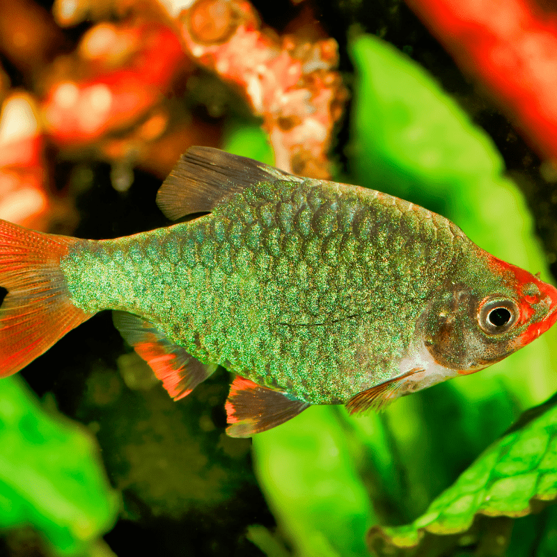 Green Tiger Barb - Real Aquatics