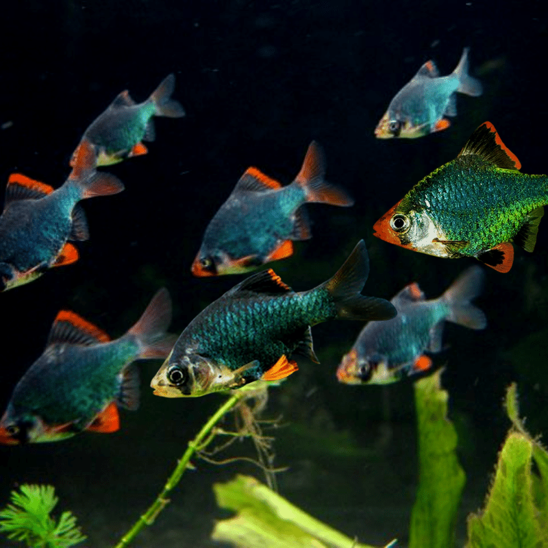 Green Tiger Barb - Real Aquatics