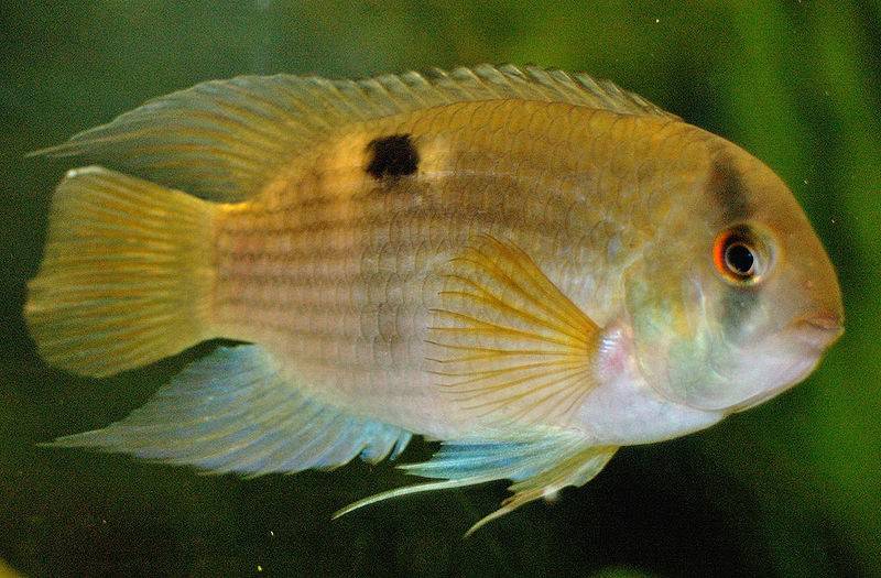 Keyhole Cichlid - Real Aquatics