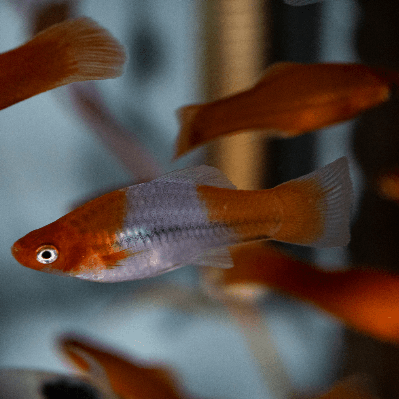 Kohaku Koi Swordtail - Real Aquatics