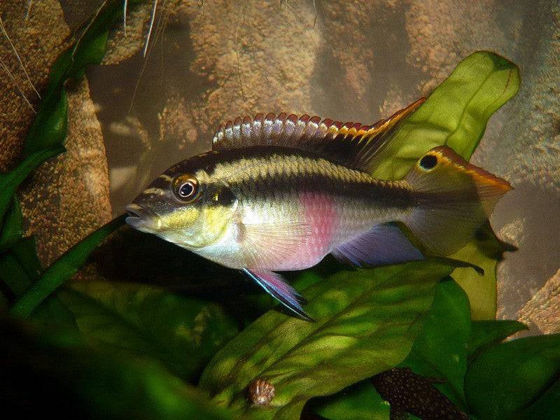 Kribensis Cichlid - Real Aquatics