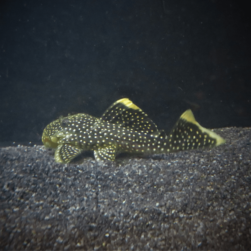 L081 Queen Gold Nugget Pleco - Real Aquatics