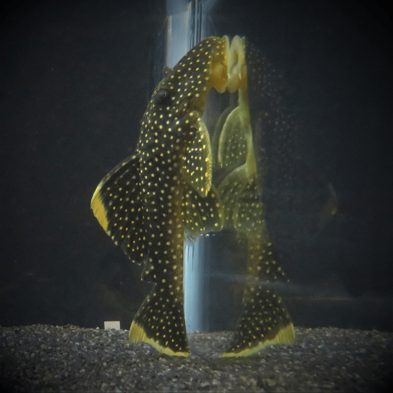 L081 Queen Gold Nugget Pleco - Real Aquatics