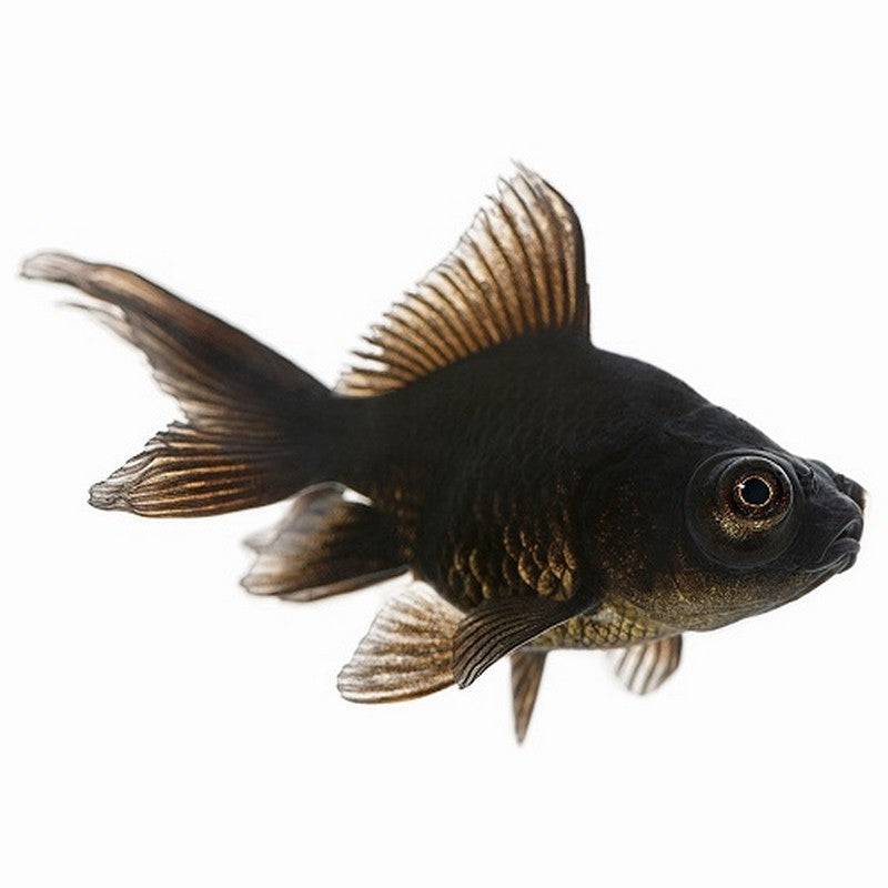 Large Black Moor Goldfish - Real Aquatics