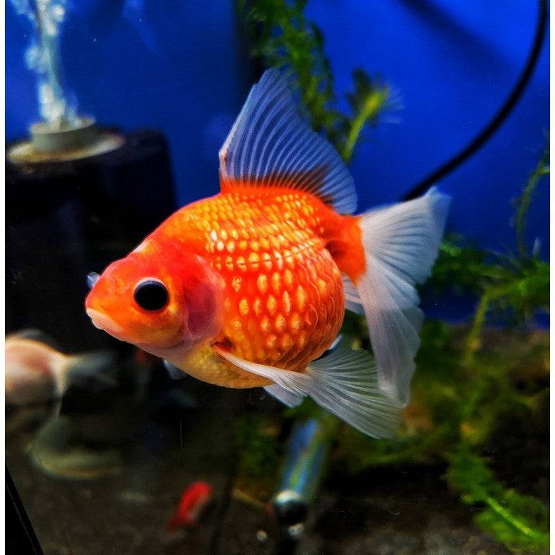 Large Pearlscale Fancy Goldfish 5-6" - Real Aquatics