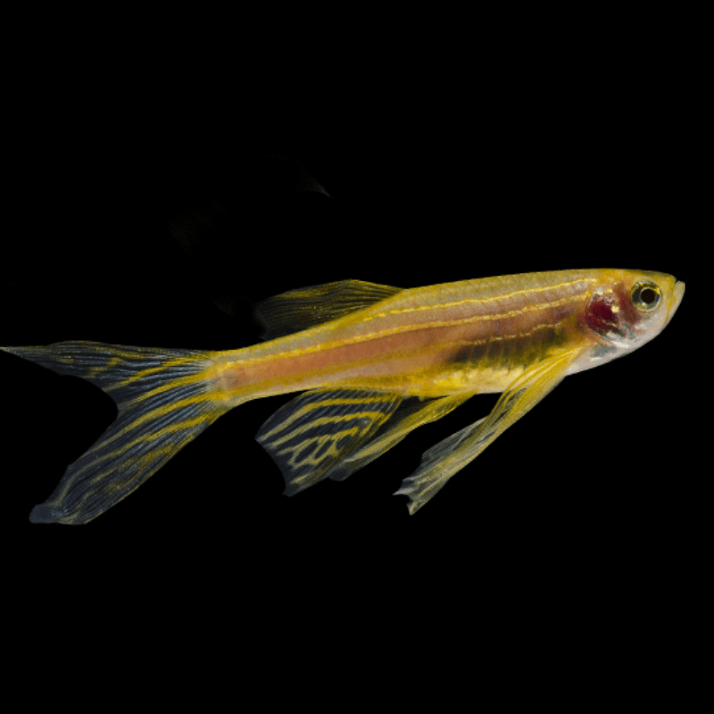 Long Fin Danio - Real Aquatics