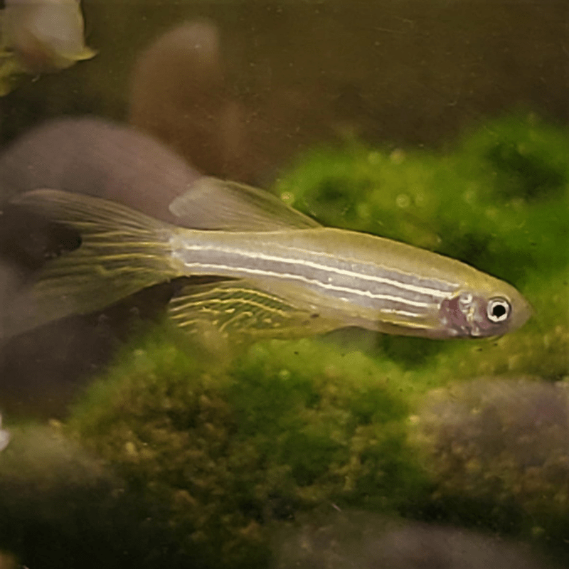 Long Fin Danio - Real Aquatics