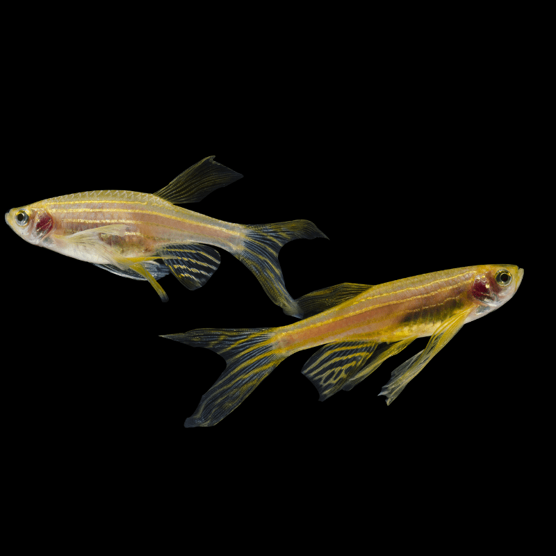 Long Fin Danio - Real Aquatics