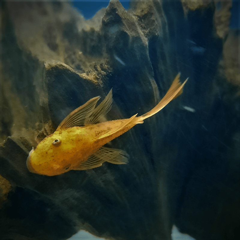 Long Fin Super Red Bristlenose Pleco Ancistrus 1-2" - Real Aquatics