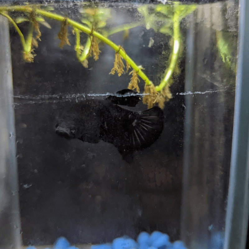 Male Betta Siamese Fighter Fish (#1) - Real Aquatics