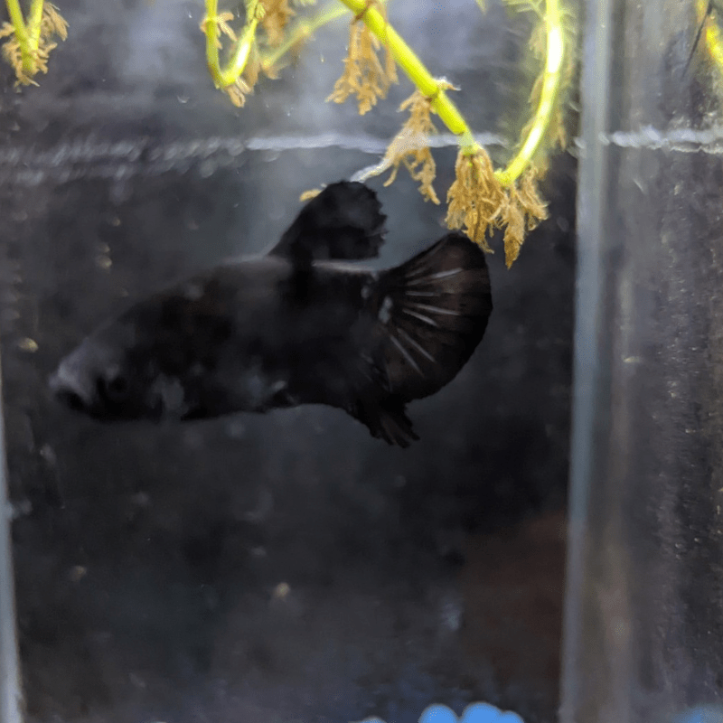 Male Betta Siamese Fighter Fish (#1) - Real Aquatics