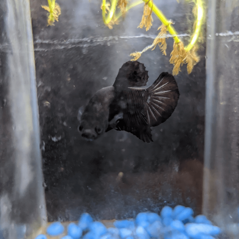 Male Betta Siamese Fighter Fish (#1) - Real Aquatics