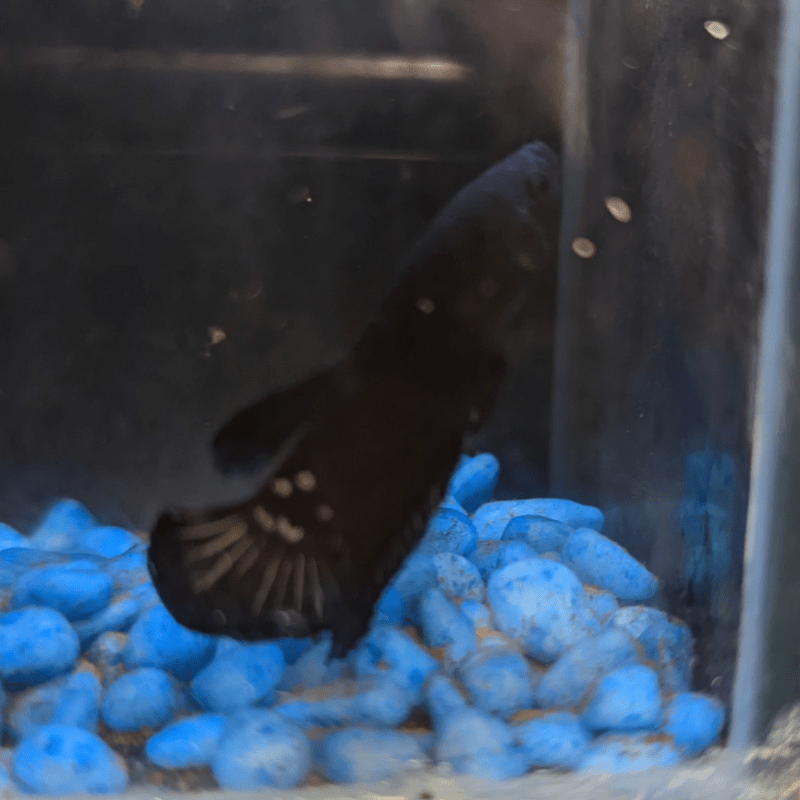 Male Betta Siamese Fighter Fish (#1) - Real Aquatics