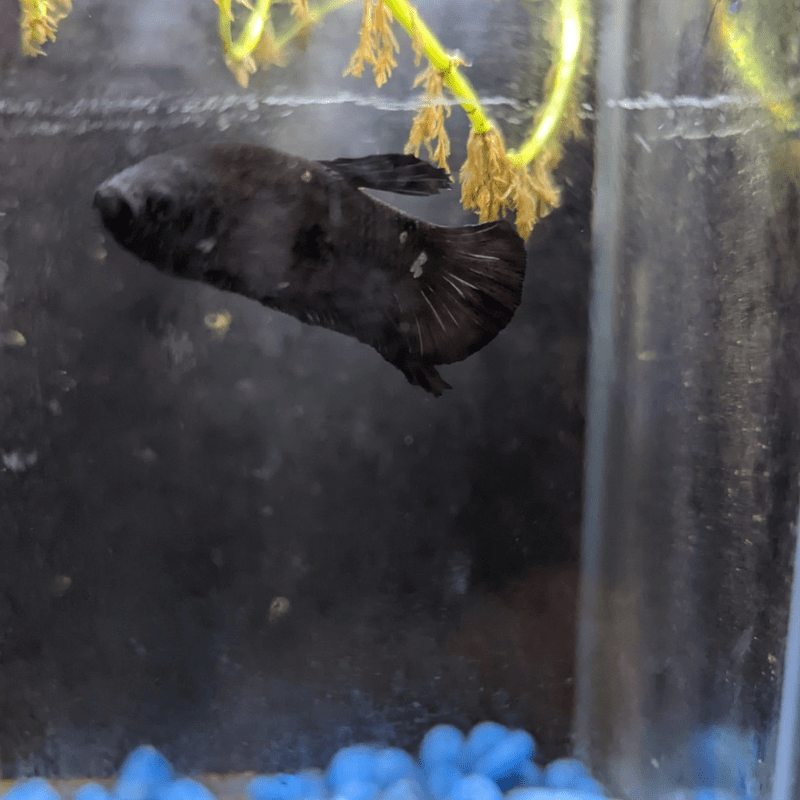 Male Betta Siamese Fighter Fish (#1) - Real Aquatics