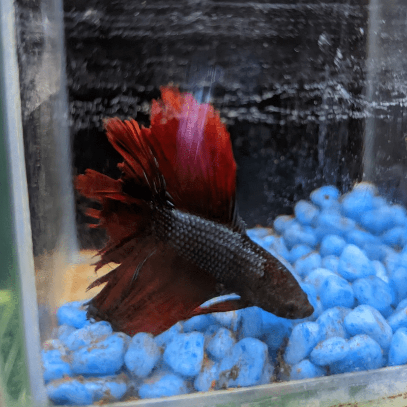 Male Betta Siamese Fighter Fish (#10) - Real Aquatics