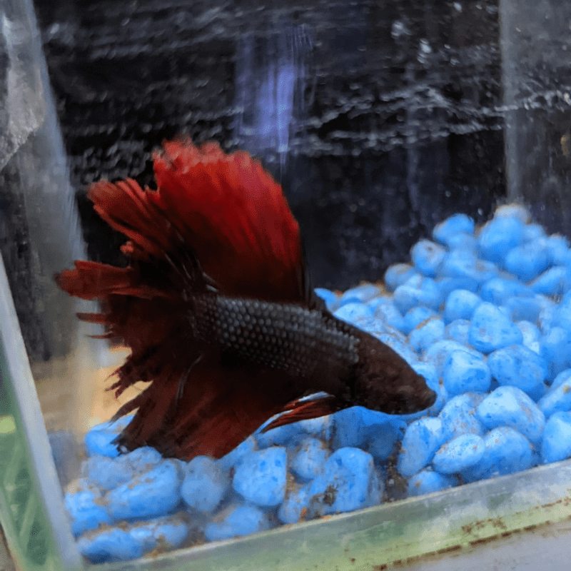 Male Betta Siamese Fighter Fish (#10) - Real Aquatics