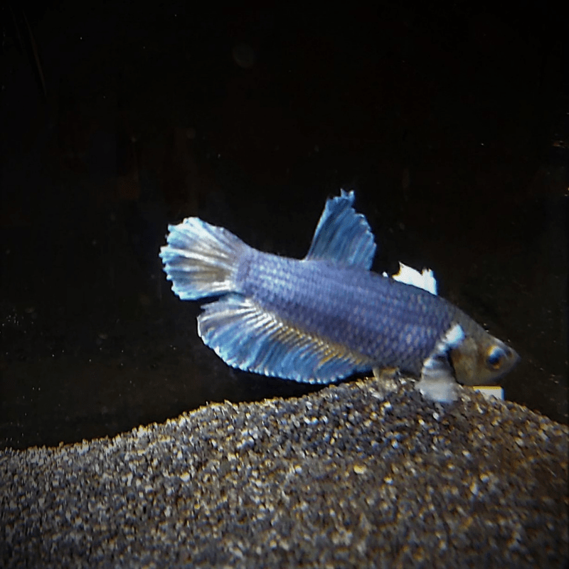 Male Betta Siamese Fighter Fish (#14) - Real Aquatics