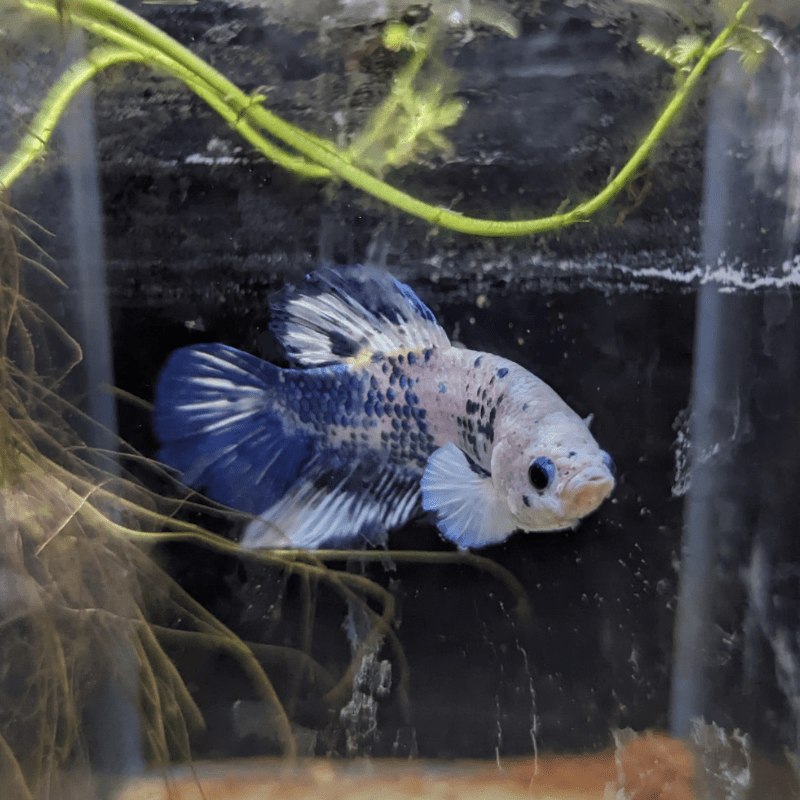 Male Betta Siamese Fighter Fish (#15) - Real Aquatics