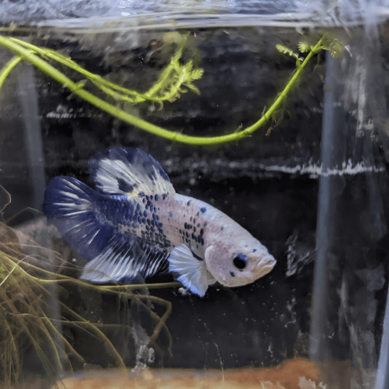 Male Betta Siamese Fighter Fish (#15) - Real Aquatics