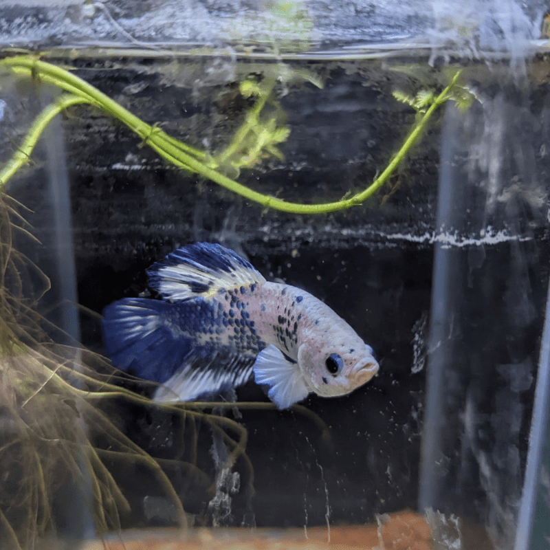 Male Betta Siamese Fighter Fish (#15) - Real Aquatics