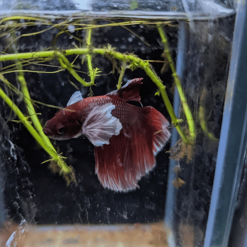 Male Betta Siamese Fighter Fish (#16) - Real Aquatics