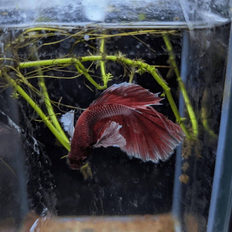 Male Betta Siamese Fighter Fish (#16) - Real Aquatics