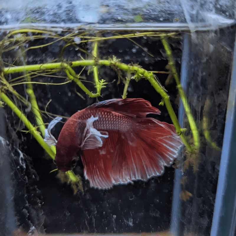 Male Betta Siamese Fighter Fish (#16) - Real Aquatics