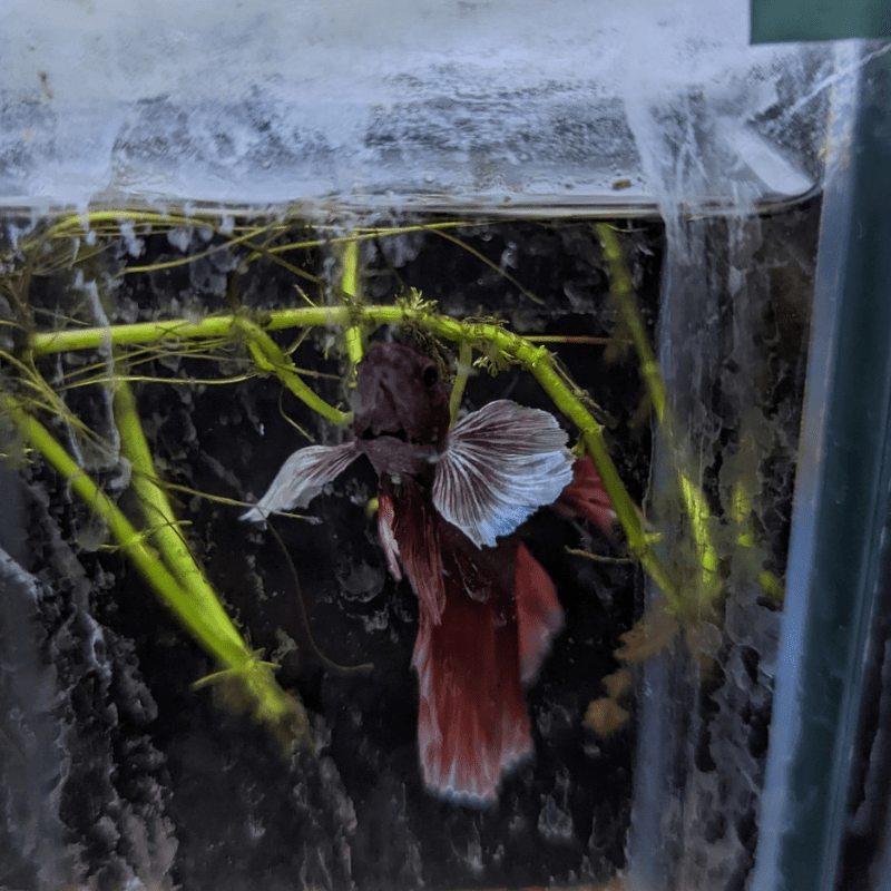 Male Betta Siamese Fighter Fish (#16) - Real Aquatics