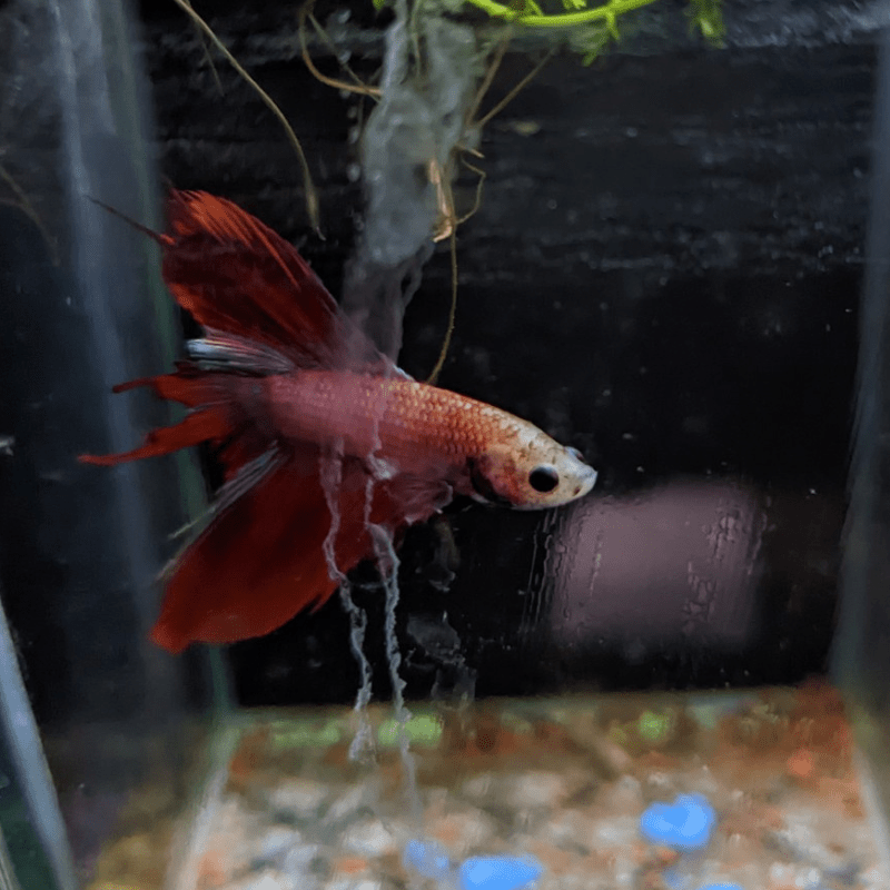 Male Betta Siamese Fighter Fish (#17) - Real Aquatics