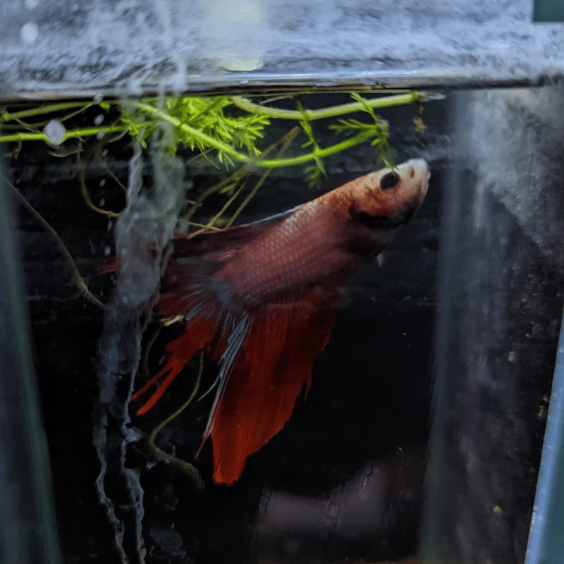 Male Betta Siamese Fighter Fish (#17) - Real Aquatics