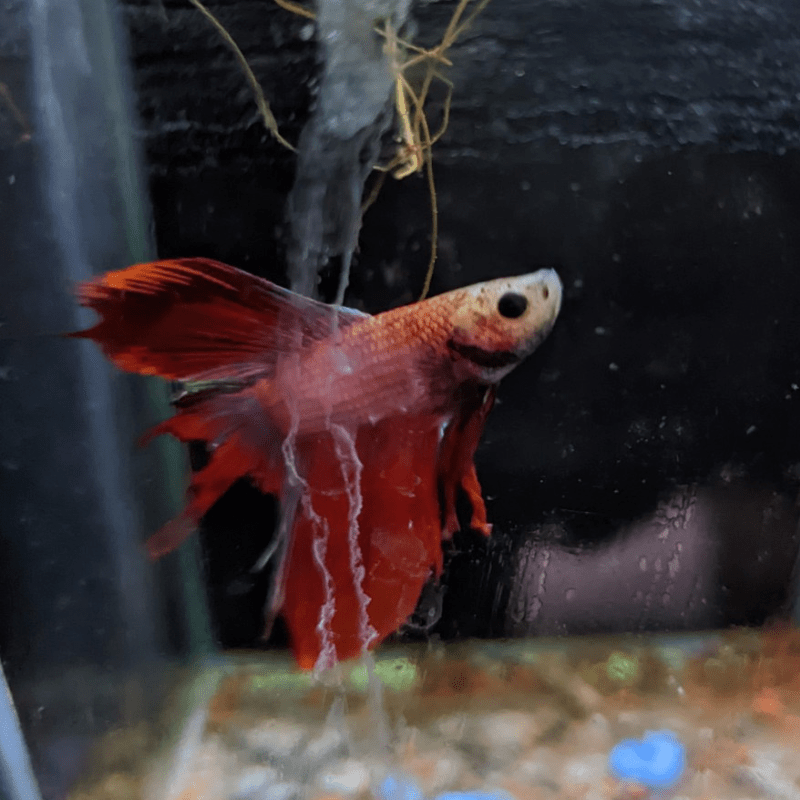 Male Betta Siamese Fighter Fish (#17) - Real Aquatics