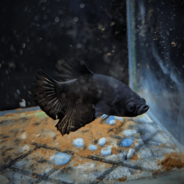 Male Betta Siamese Fighter Fish (#18) - Real Aquatics