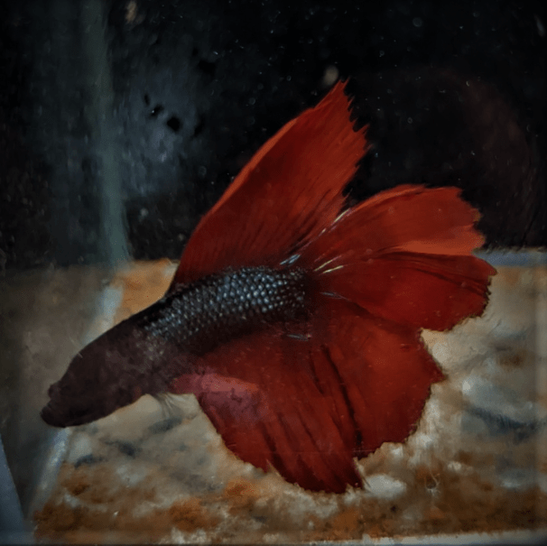 Male Betta Siamese Fighter Fish (#19) - Real Aquatics