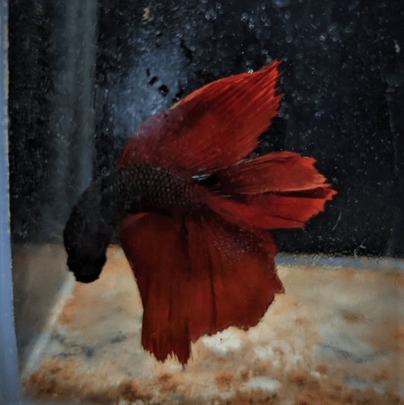 Male Betta Siamese Fighter Fish (#19) - Real Aquatics