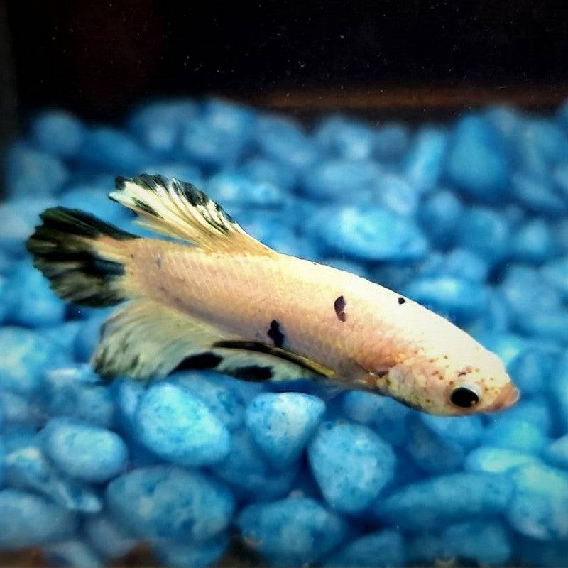 Male Betta Siamese Fighter Fish (#2) - Real Aquatics