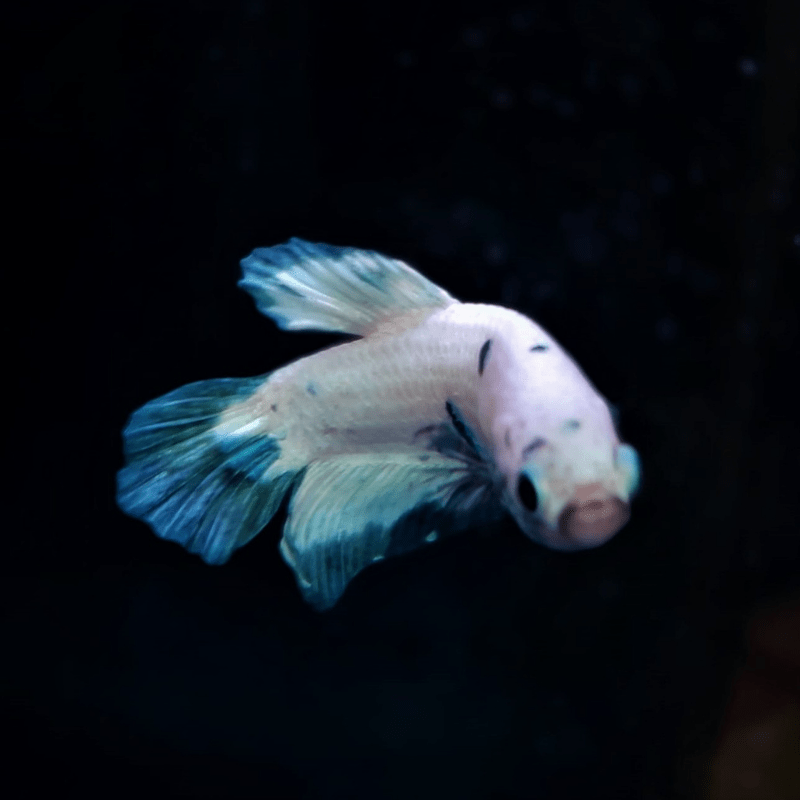 Male Betta Siamese Fighter Fish (#2) - Real Aquatics