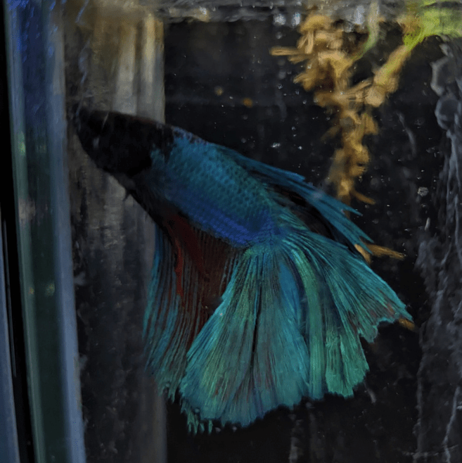 Male Betta Siamese Fighter Fish (#20) - Real Aquatics