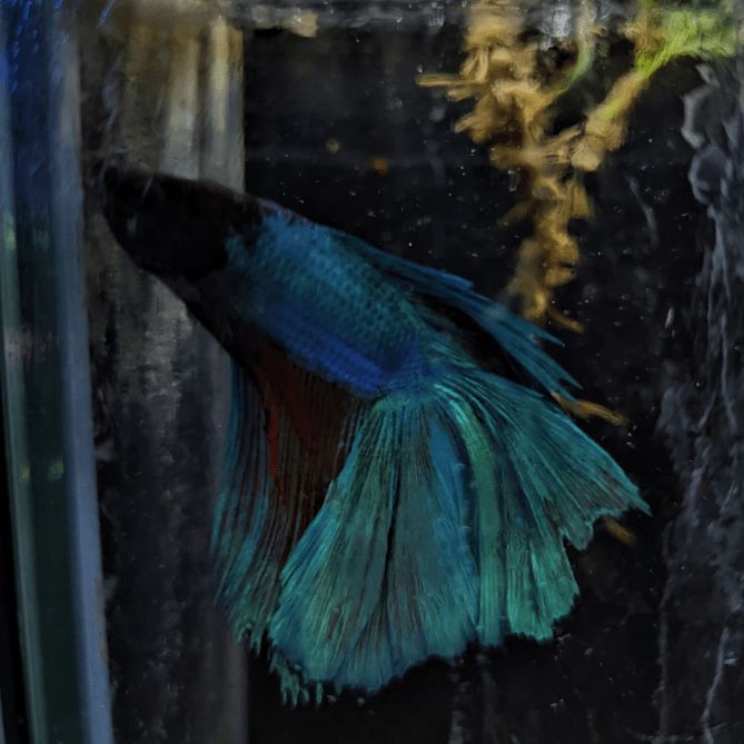 Male Betta Siamese Fighter Fish (#20) - Real Aquatics