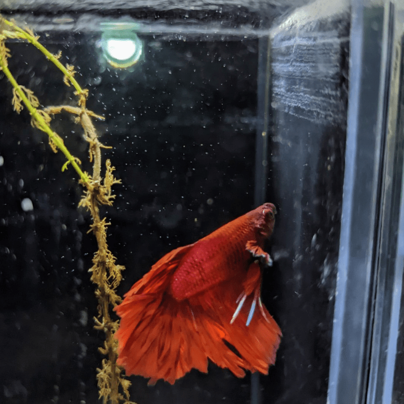 Male Betta Siamese Fighter Fish (#22) - Real Aquatics