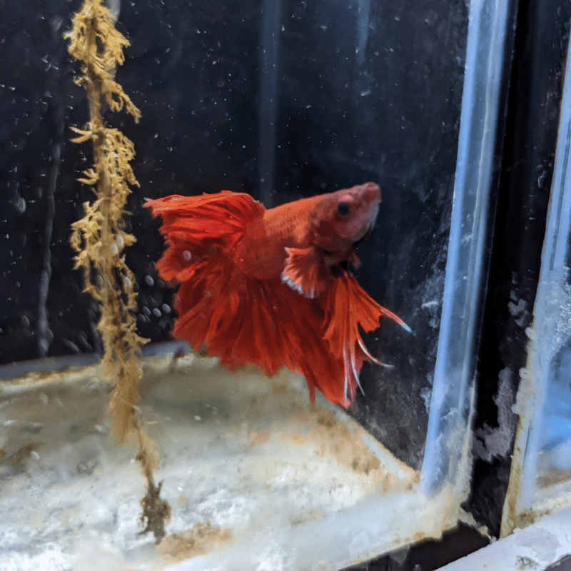 Male Betta Siamese Fighter Fish (#22) - Real Aquatics