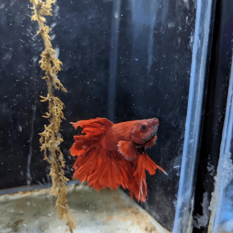 Male Betta Siamese Fighter Fish (#22) - Real Aquatics